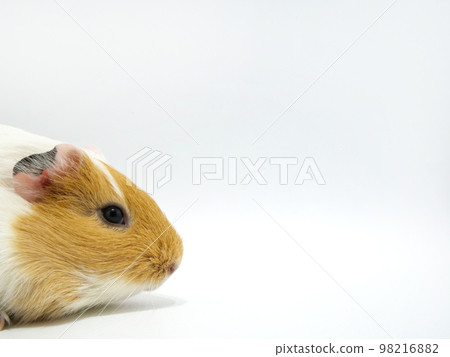 從側面伸出的豚鼠的輪廓 98216882