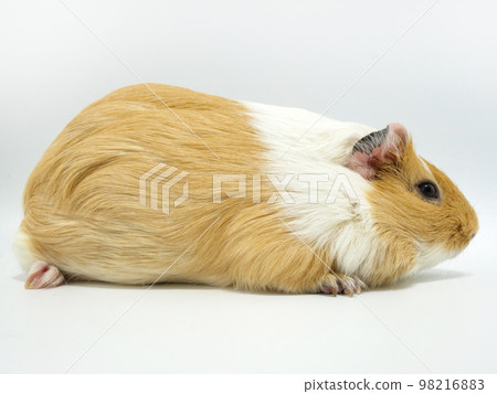 Cream-colored guinea pig 98216883