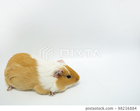 兩種顏色的豚鼠 98216884