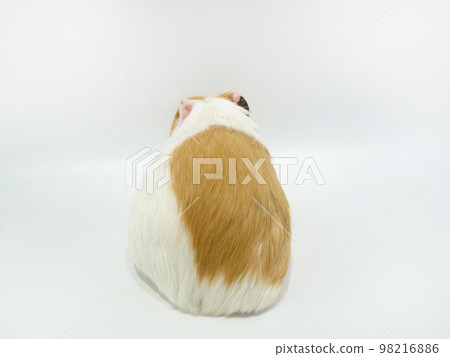 Back view of guinea pig 98216886