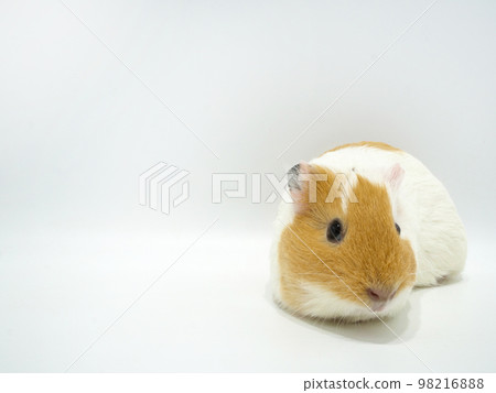 Guinea pig [copy space] 98216888
