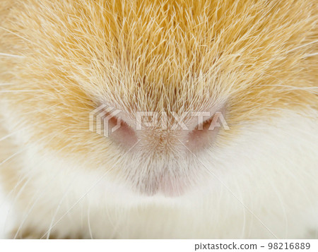 Guinea pig nose [front] 98216889