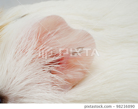 豚鼠耳朵 豚鼠耳朵 98216890