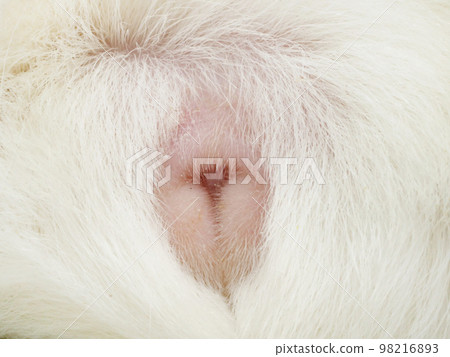 guinea pig reproductive organs 98216893