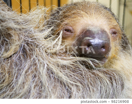 Lid prairie sloth Lid prairie sloth 98216908