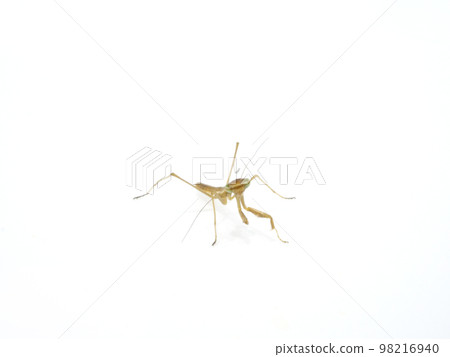 Young mantis Young mantis 98216940