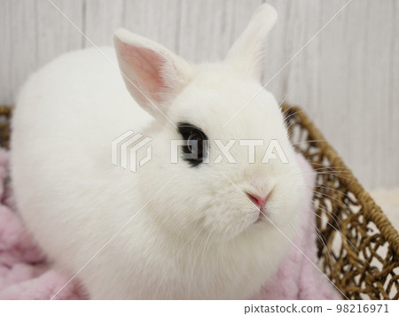 Dwarf Hoto with big eyes Dwarf Hoto with big eyes 98216971