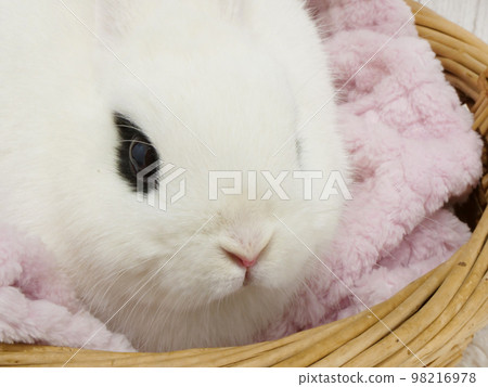 Dwarf Hoto Surrounded by Blankets Dwarf Hoto Surrounded by Blankets 98216978
