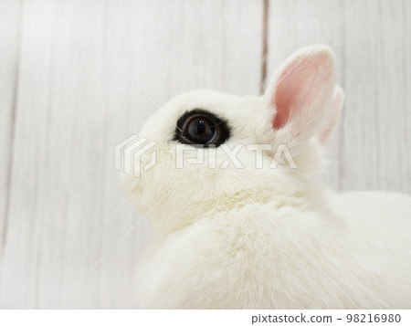 Profile of Dwarf Hoto with black eyeliner on white body Profile of Dwarf Hoto with black eyeliner on white body 98216980