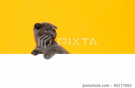 Small blue-black kitten head with paw up on blank white paper, cat Scottish fold breed Small blue-black kitten head with paw up on blank white paper, cat Scottish fold breed 98217062