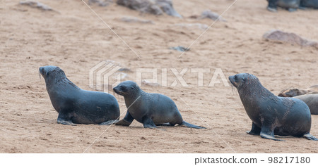Seal colony at the Skeleton Coast Seal colony at the Skeleton Coast 98217180