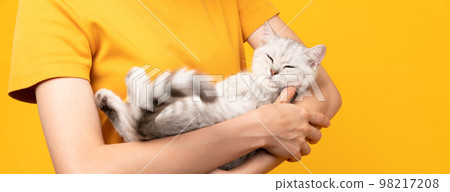 Woman hands holding a small blue-black kitten of the Scottish fold breed on orange background. 98217208