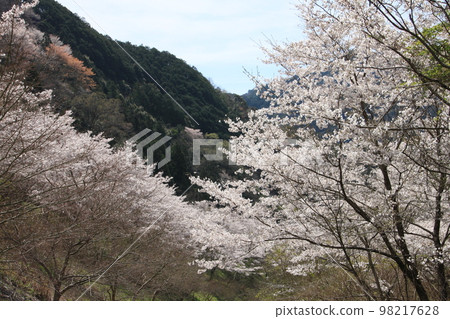 Cherry blossoms of Kihoku Cherry blossoms of Kihoku 98217628