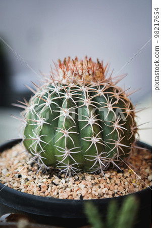 close up melocactus in planting pot close up melocactus in planting pot 98217654