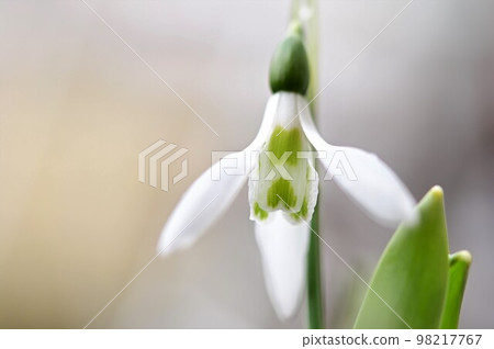 春天的到來，一顆心形的雪花蓮 98217767