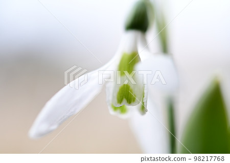 春天的到來，一顆心形的雪花蓮 98217768