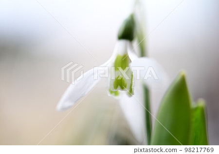 春天的到來,一顆心形的雪花蓮 春天的到來,一顆心形的雪花蓮 98217769
