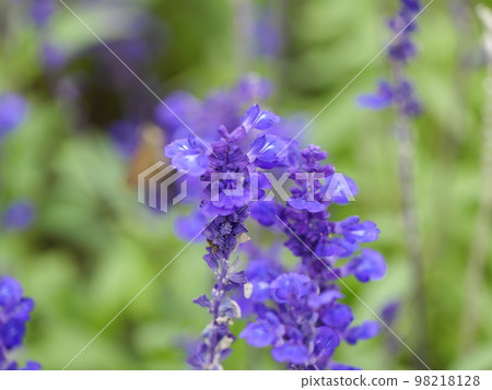 Walking around Yatsu 98218128