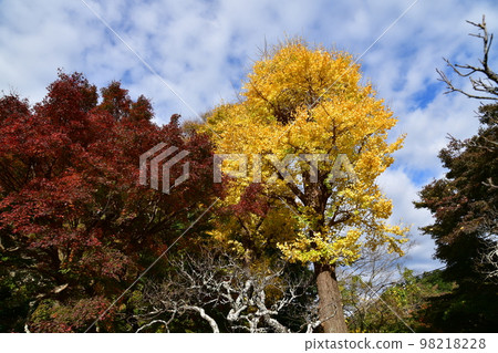 Fall of Kamakura 98218228