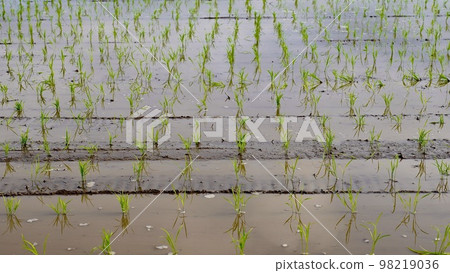 A rice field with seedlings that have been planted 98219036