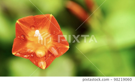 一棵開花的桑樹的肖像 98219060