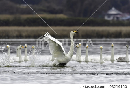 A pure white whooper swan, a waterfowl that visits northern countries in winter A pure white whooper swan, a waterfowl that visits northern countries in winter 98219130