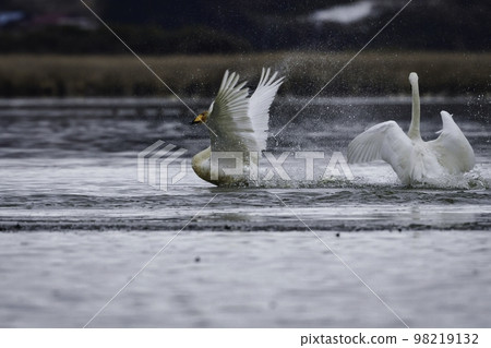 A pure white whooper swan, a waterfowl that visits northern countries in winter 98219132