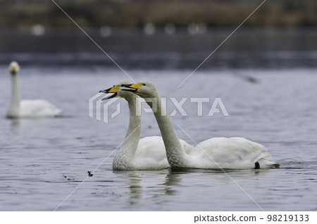 一隻純白色的大天鵝，一種在冬天造訪北方國家的水禽 98219133