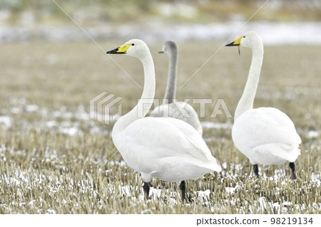 一隻純白色的大天鵝，一種在冬天造訪北方國家的水禽 98219134