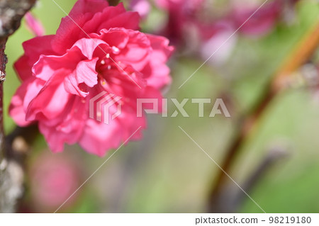 一朵盛開的深粉色桃花,雙瓣非常漂亮 一朵盛開的深粉色桃花,雙瓣非常漂亮 98219180