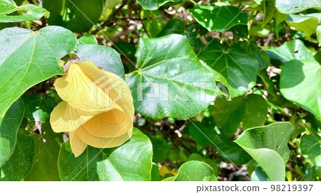 Ariakekazura (Allamanda) blooming in Okinawa Ariakekazura (Allamanda) blooming in Okinawa 98219397