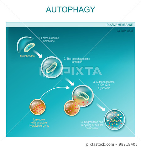 autophagy of mitochondria autophagy of mitochondria 98219403