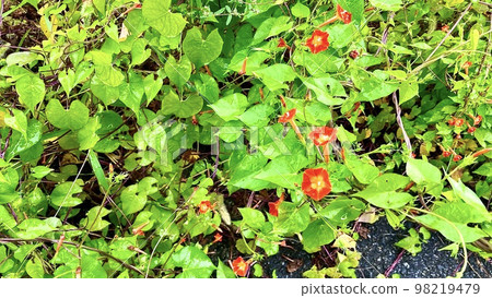 成群結隊地生長的丸子香草 成群結隊地生長的丸子香草 98219479