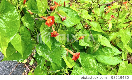 Marubaru kousou growing in colonies Marubaru kousou growing in colonies 98219480