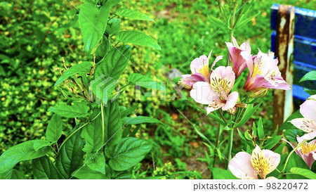 Pink alstroemeria blooming in the park Pink alstroemeria blooming in the park 98220472