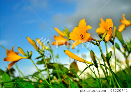 Nikko Kisuge Kagamine Peak Plateau in Nagano Prefecture 98220741