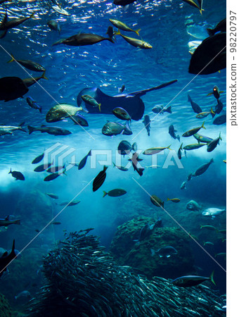 Aquarium Fish swimming comfortably inside the tank Aquarium Fish swimming comfortably inside the tank 98220797