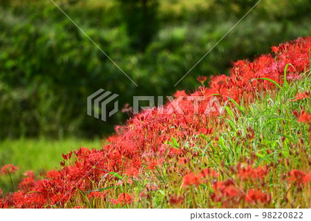 紅色花簇孤挺花 98220822