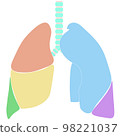 Illustration of human lungs (front) 98221037