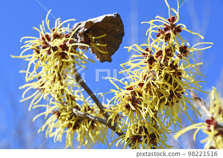 Manxaku（全麥） 98221516