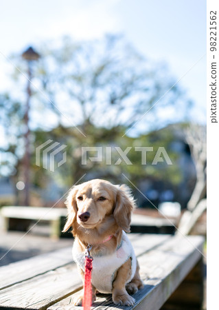 Dachshund taking a walk in the park 98221562