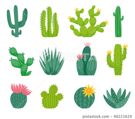 Mexican cactus and aloe. Wild exotic plant with sharp spikes and flower blossom. Exotic summer nature elements 98221629