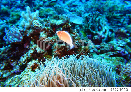 Hanabira Anemone fish 98221630