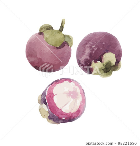 Beautiful vector stock clip art illustration with hand drawn watercolor tasty Mangosteen fruit. Healthy vegan food. 98221650