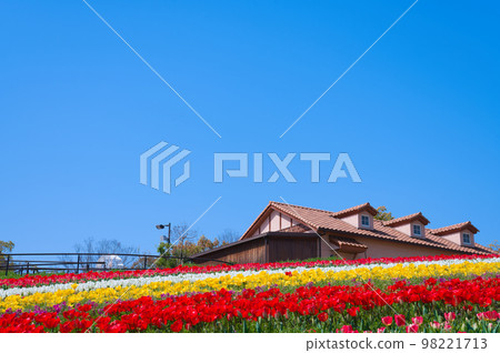 [Osaka Prefecture] April: Refreshing spring, clear blue sky, green Museum Harvest Hill full of blooming tulips 98221713