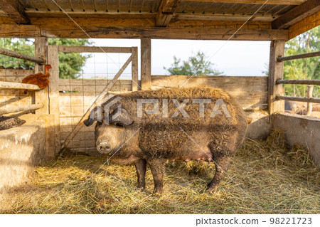 Hungarian mangalica pig Hungarian mangalica pig 98221723