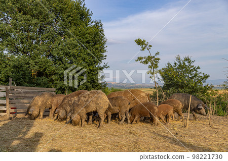 Hungarian mangalica pig. Hungarian mangalica pig. 98221730