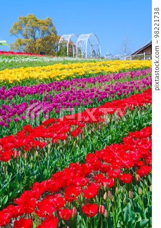 [Osaka Prefecture] April: Refreshing spring, clear blue sky, green Museum Harvest Hill full of blooming tulips 98221738
