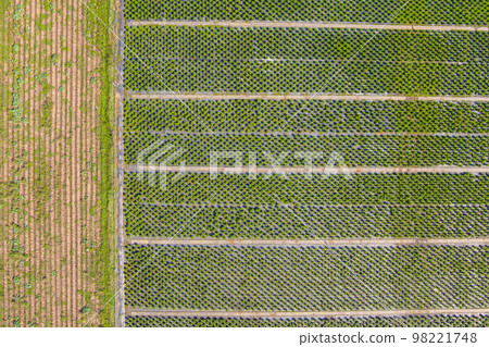 Chrysanthemum folwers plantation 98221748