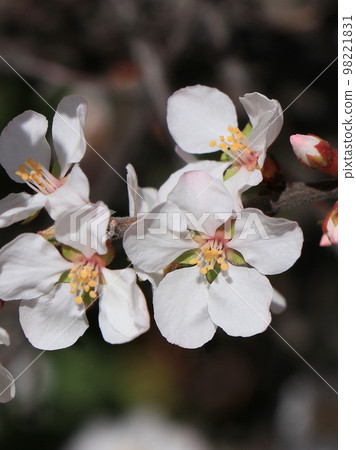 Yulium的花 98221831